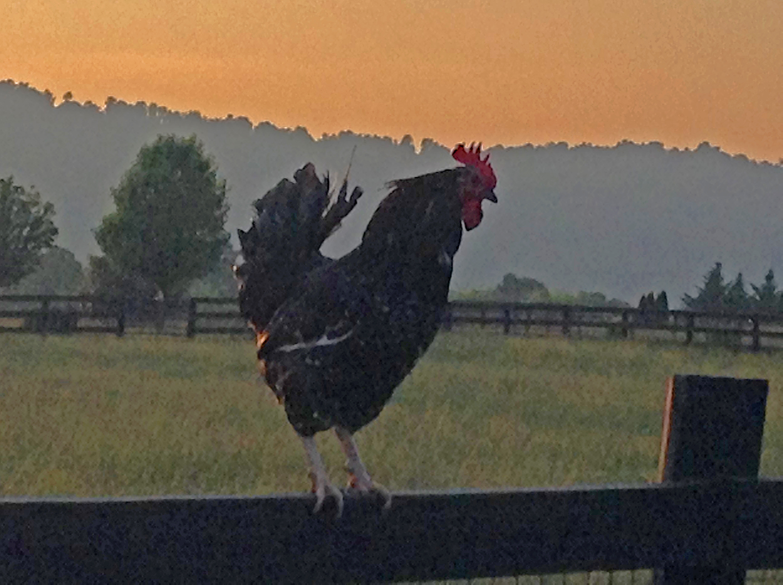 Rooster_Ithaca_fence_6_10_15_v3.jpg